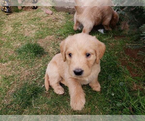 Medium Photo #50 Labradoodle Puppy For Sale in WASHOUGAL, WA, USA