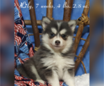 Puppy Lily Pomsky