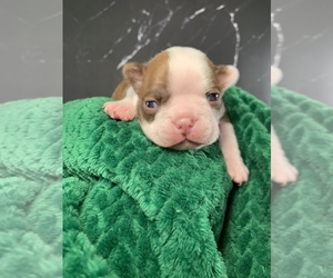 Medium Boston Terrier