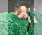 Puppy 2 Boston Terrier