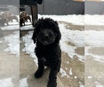 Small Photo #22 Aussiedoodle Puppy For Sale in LA CRESCENT, MN, USA