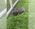 Puppy 2 French Bulldog