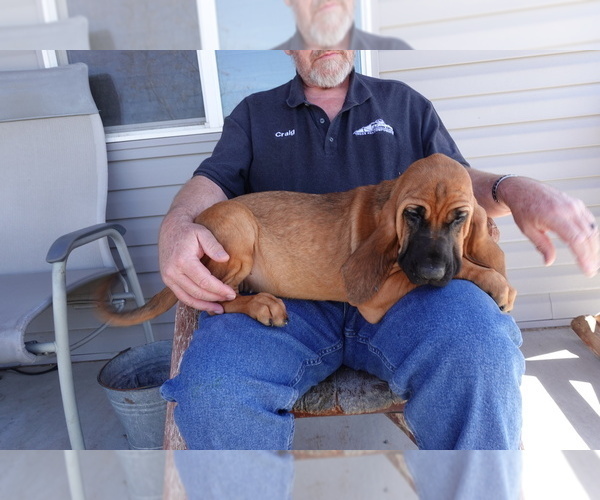 Medium Photo #2 Bloodhound Puppy For Sale in JEROME, ID, USA