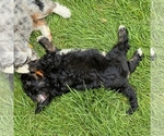 Small #2 Bernedoodle (Miniature)