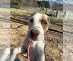 Small #1 American Staffordshire Terrier Mix
