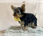 Small #4 Yorkshire Terrier