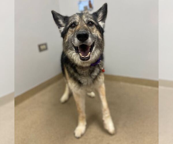 Medium Photo #3 German Shepherd Dog-Unknown Mix Puppy For Sale in Fort Collins, CO, USA