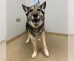 Small #2 German Shepherd Dog Mix