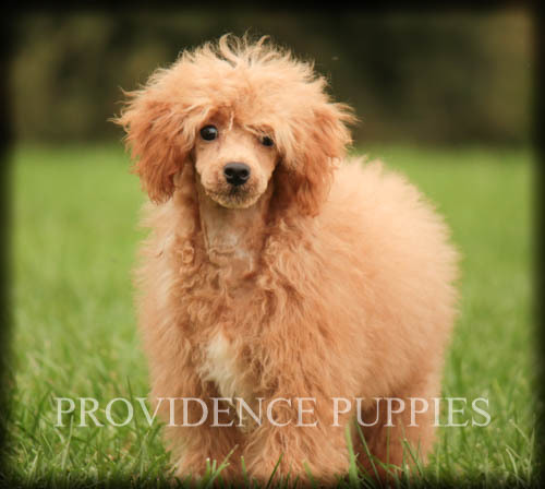 Medium Photo #34 Poodle (Miniature) Puppy For Sale in COPPOCK, IA, USA