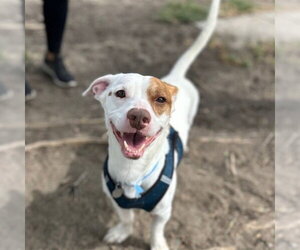 Basset Hound-Unknown Mix Dogs for adoption in Aurora, CO, USA