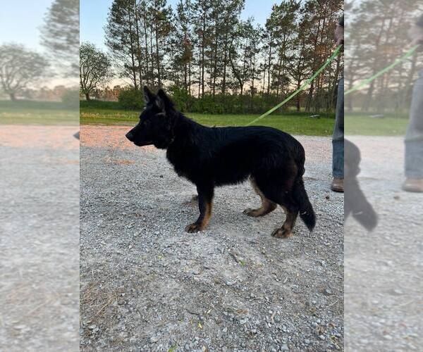 Medium Photo #1 German Shepherd Dog Puppy For Sale in CORNELL, MI, USA