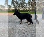 Image preview for Ad Listing. Nickname: Knox