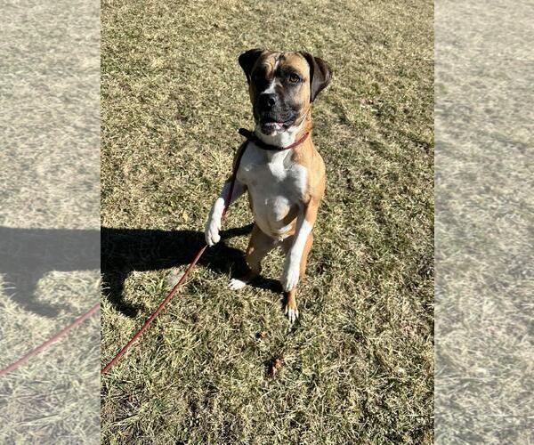 Medium Photo #6 Boxer-Eurasier Mix Puppy For Sale in Front Royal, VA, USA