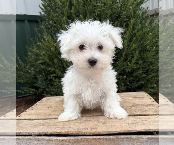 Medium Photo #5 Maltese Puppy For Sale in MIDDLEBURY, IN, USA