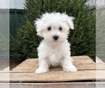 Eddie - Male Maltese Puppy for Sale - Photo #5