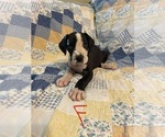 Puppy Mantle Female Great Dane