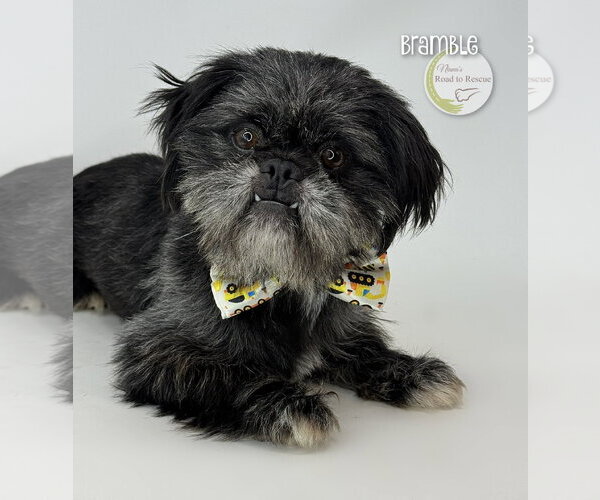 Medium Photo #1 Shiffon Puppy For Sale in Benton, LA, USA