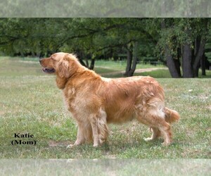 Mother of the Golden Retriever puppies born on 07/02/2026