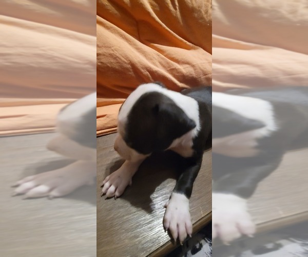 Medium Photo #4 American Pit Bull Terrier Puppy For Sale in BAXTER, TN, USA