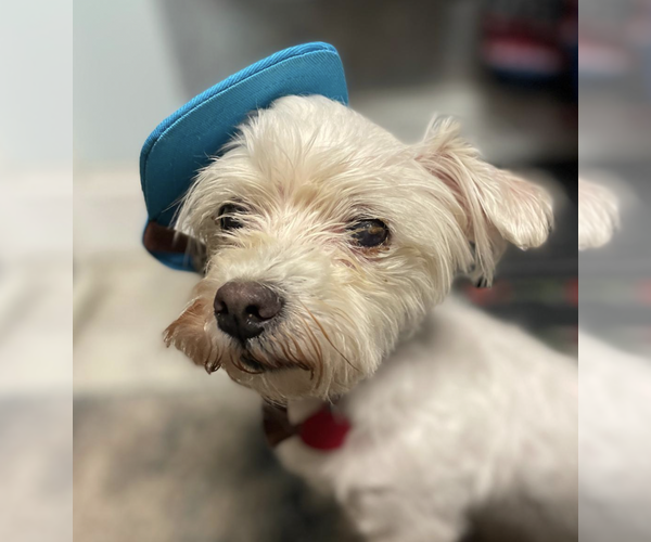 Medium Photo #3 Mutt Puppy For Sale in Brooklyn, NY, USA