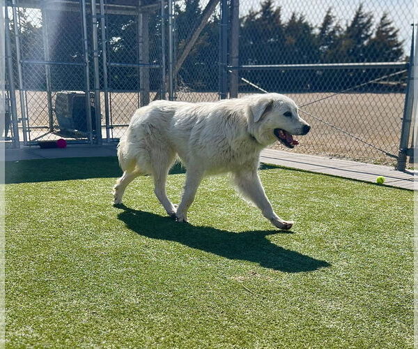 Medium Photo #6 Great Pyrenees Puppy For Sale in PEYTON, CO, USA