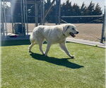 Small #5 Great Pyrenees