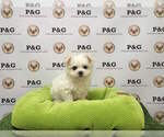 Small Photo #2 Cavalier King Charles Spaniel Puppy For Sale in MARIETTA, GA, USA