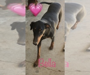 Doberman Pinscher Puppy for sale in ELDERWOOD, CA, USA