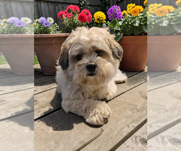 Medium Photo #9 Mal-Shi Puppy For Sale in McKinney, TX, USA