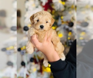 Maltipoo Puppy for sale in KNOXVILLE, TN, USA