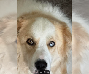 Golden Pyrenees Dogs for adoption in Croydon, NH, USA
