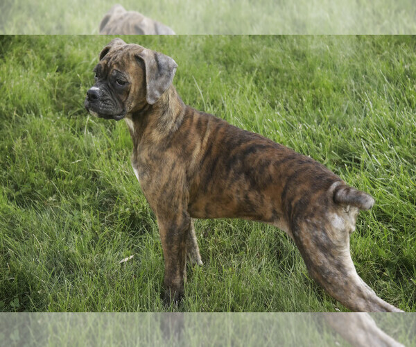 Medium Photo #6 Boxer Puppy For Sale in SHIPSHEWANA, IN, USA