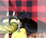 Small Photo #19 Doberman Pinscher Puppy For Sale in WESTON, WI, USA