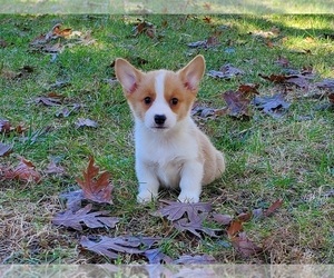 Pembroke Welsh Corgi Puppy for sale in CLARK, MO, USA