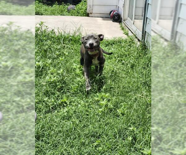 Medium Photo #1 American Staffordshire Terrier-Unknown Mix Puppy For Sale in San Antonio, TX, USA