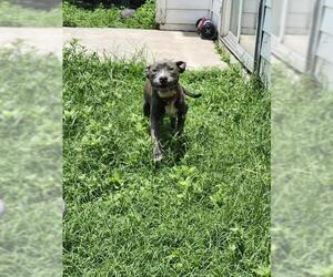 American Staffordshire Terrier-Unknown Mix Dogs for adoption in San Antonio, TX, USA
