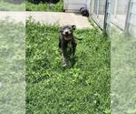 Small American Staffordshire Terrier Mix