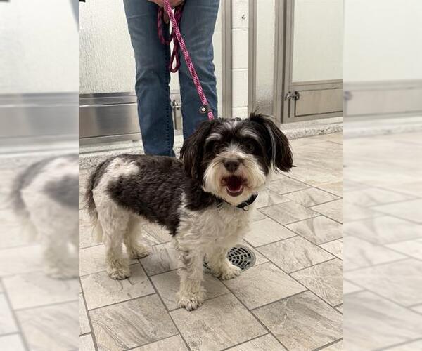 Medium Photo #1 Havanese Puppy For Sale in Canfield, OH, USA