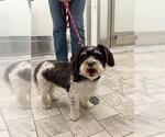 Small Havanese