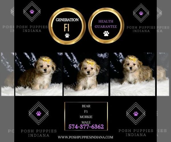 Medium Photo #4 Morkie Puppy For Sale in WARSAW, IN, USA