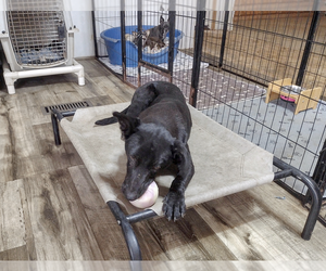 Mutt Dogs for adoption in Camden, SC, USA