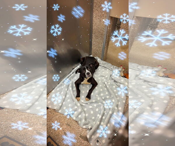 Medium Photo #2 Mutt Puppy For Sale in Martinsburg, WV, USA