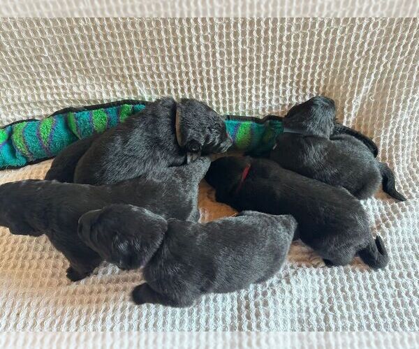 Medium Photo #5 Belgian Sheepdog-Great Pyrenees Mix Puppy For Sale in ALBUQUERQUE, NM, USA
