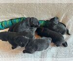 Small #4 Belgian Sheepdog-Great Pyrenees Mix