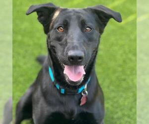 Labrador Retriever-Unknown Mix Dogs for adoption in San Diego, CA, USA