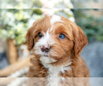 Small Photo #8 Goldendoodle (Miniature) Puppy For Sale in SHIPSHEWANA, IN, USA