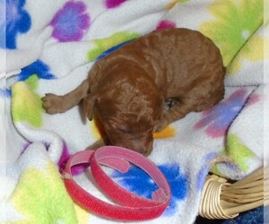 Poodle (Standard) Puppy for sale in CLATSKANIE, OR, USA