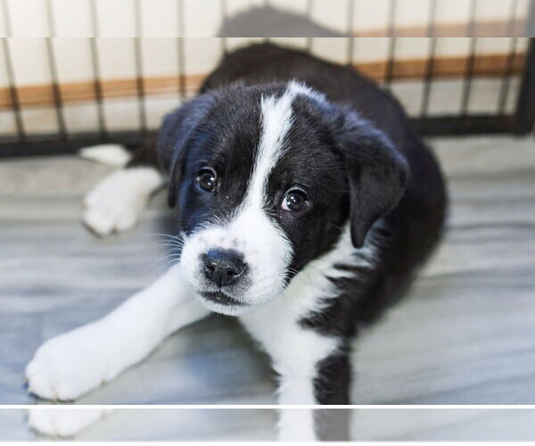 Medium Photo #6 Great Pyrenees-Unknown Mix Puppy For Sale in OKLAHOMA CITY, OK, USA