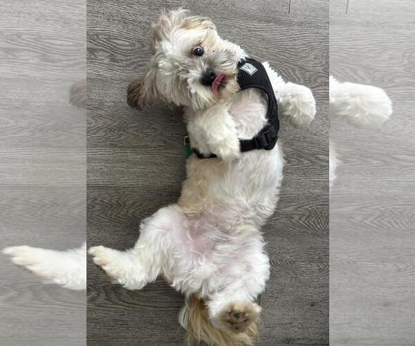 Medium Photo #9 Shih Tzu-Unknown Mix Puppy For Sale in Westminster, MD, USA