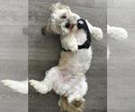 Small #8 Shih Tzu Mix